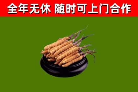 龙游烟酒回收冬虫夏草.jpg